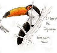 Toco Toucan