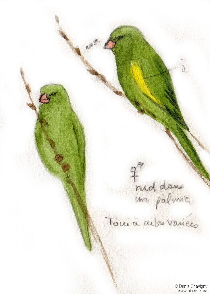 Yellow-chevroned Parakeetadult