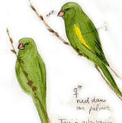 Yellow-chevroned Parakeet