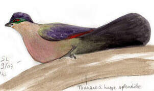 Purple-crested Turaco