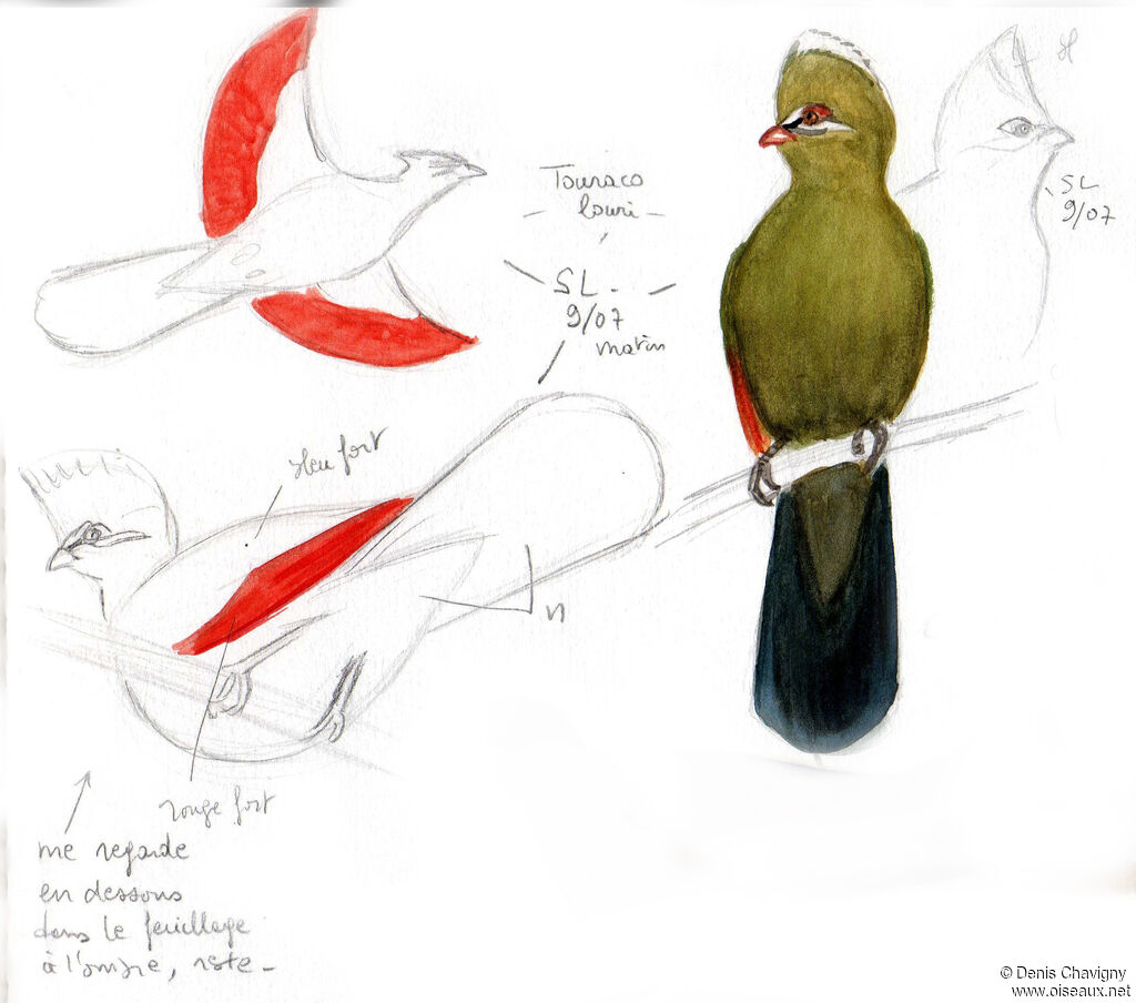 Knysna Turaco