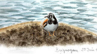 Ruddy Turnstone