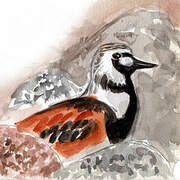 Ruddy Turnstone