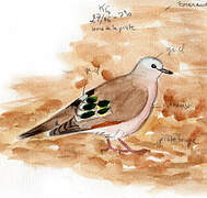 Emerald-spotted Wood Dove