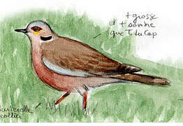 Red-eyed Dove