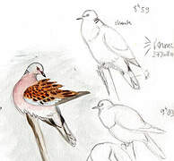 European Turtle Dove