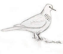 Laughing Dove