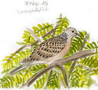 Spotted Dove