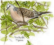 Spotted Dove