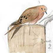 Mourning Dove