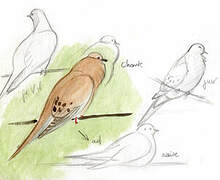 Mourning Dove