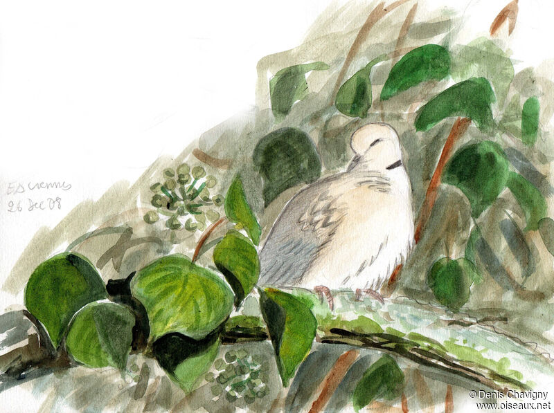 Eurasian Collared Dove, habitat, care