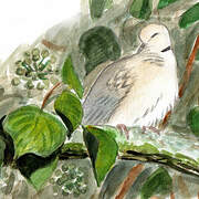 Eurasian Collared Dove