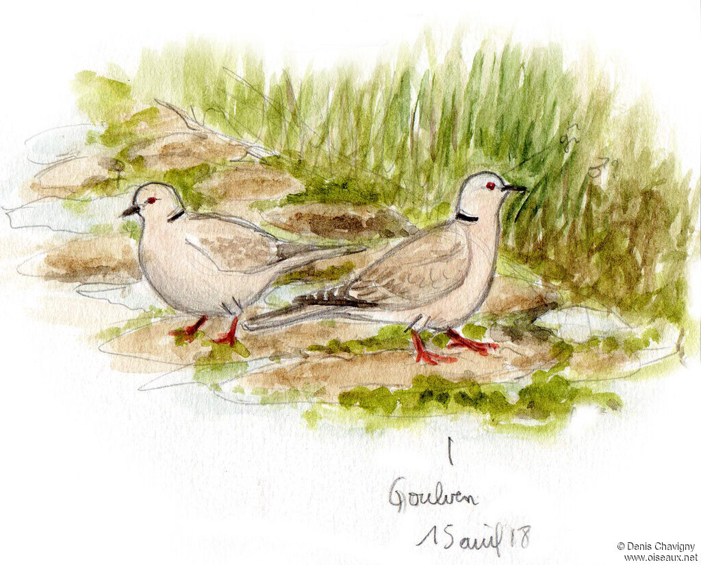 Eurasian Collared Doveadult breeding, habitat