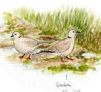 Eurasian Collared Dove