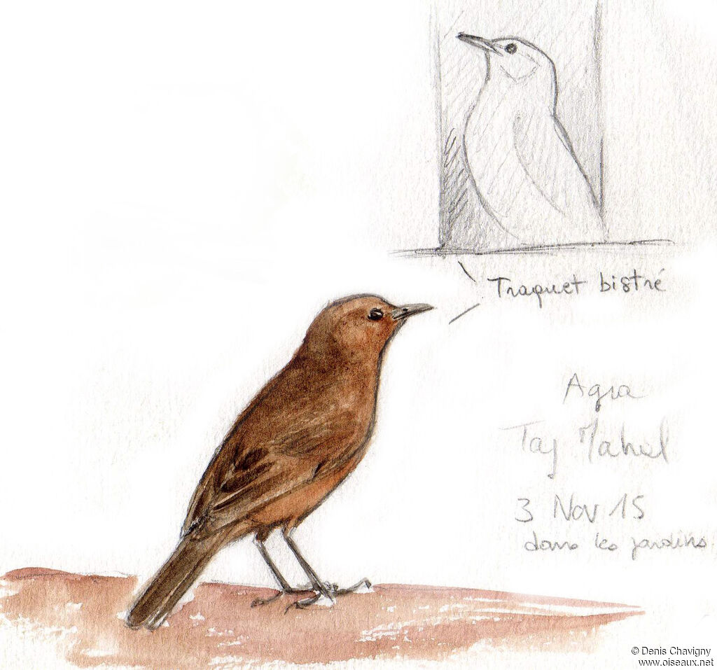 Brown Rock Chat, habitat