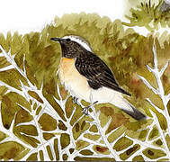 Cyprus Wheatear