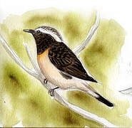 Cyprus Wheatear