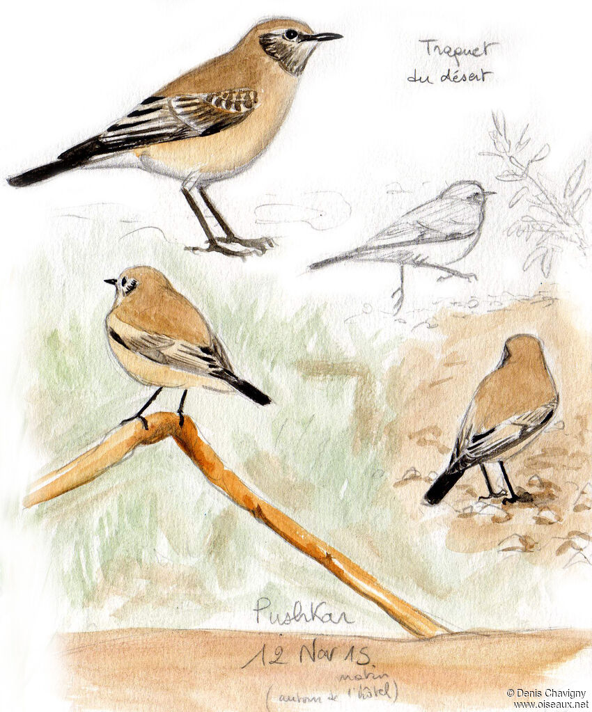 Desert Wheatearadult post breeding, identification