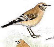 Desert Wheatear