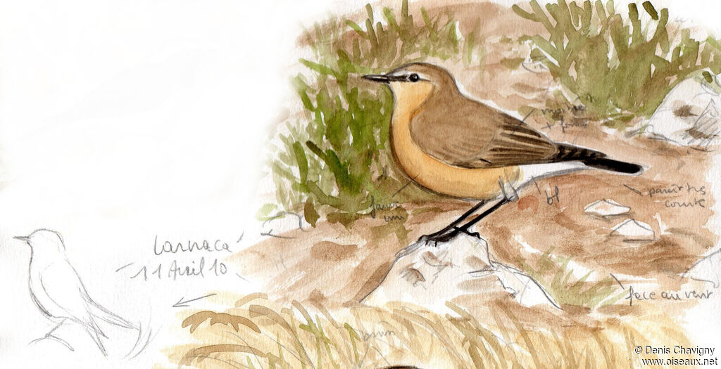 Isabelline Wheatearadult, identification