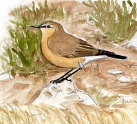 Isabelline Wheatear