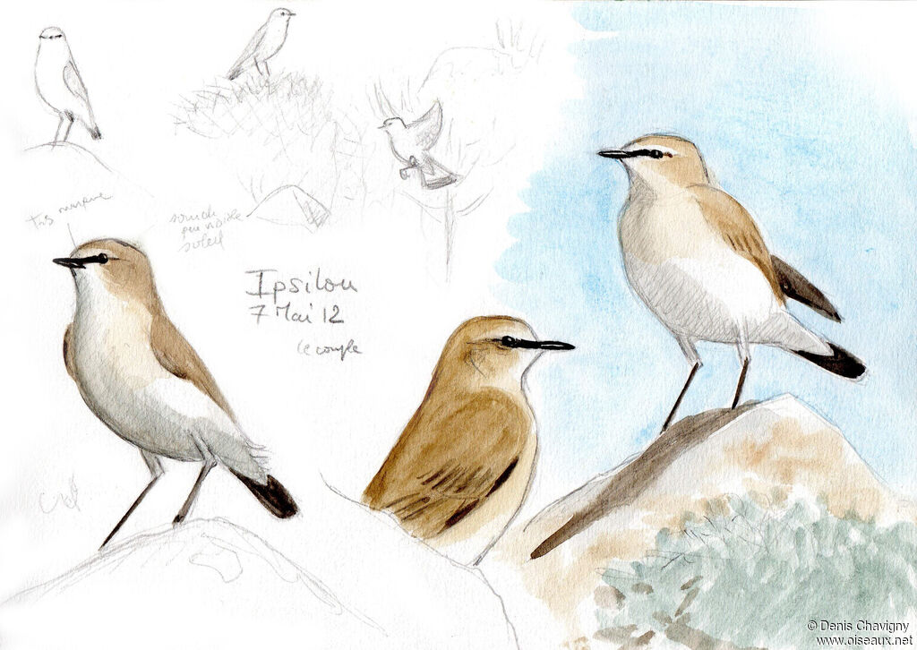 Isabelline Wheatearadult breeding, habitat, Reproduction-nesting