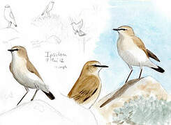 Isabelline Wheatear