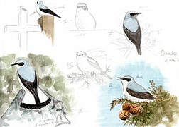 Northern Wheatear