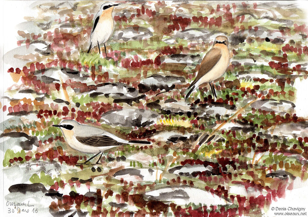 Northern Wheatear, habitat