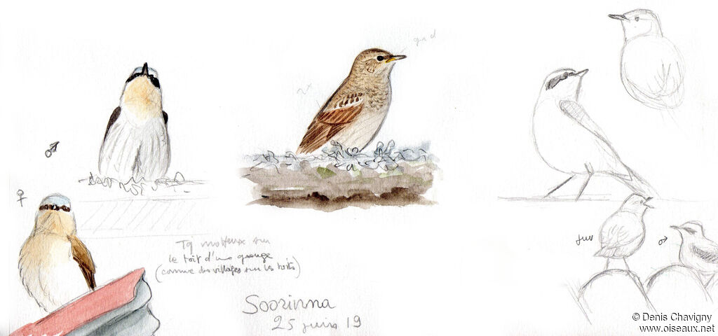 Northern Wheatear, habitat, Reproduction-nesting