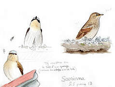 Northern Wheatear