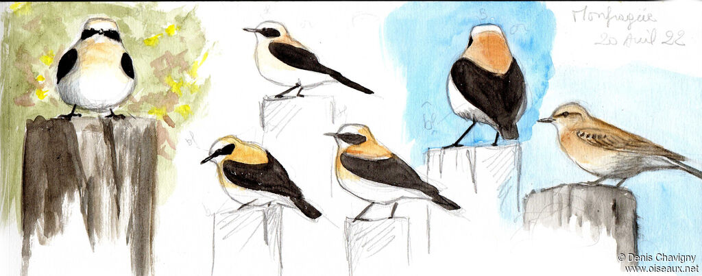 Black-eared Wheatear male adult breeding, habitat