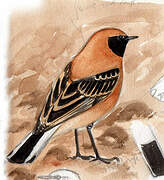 Western Black-eared Wheatear