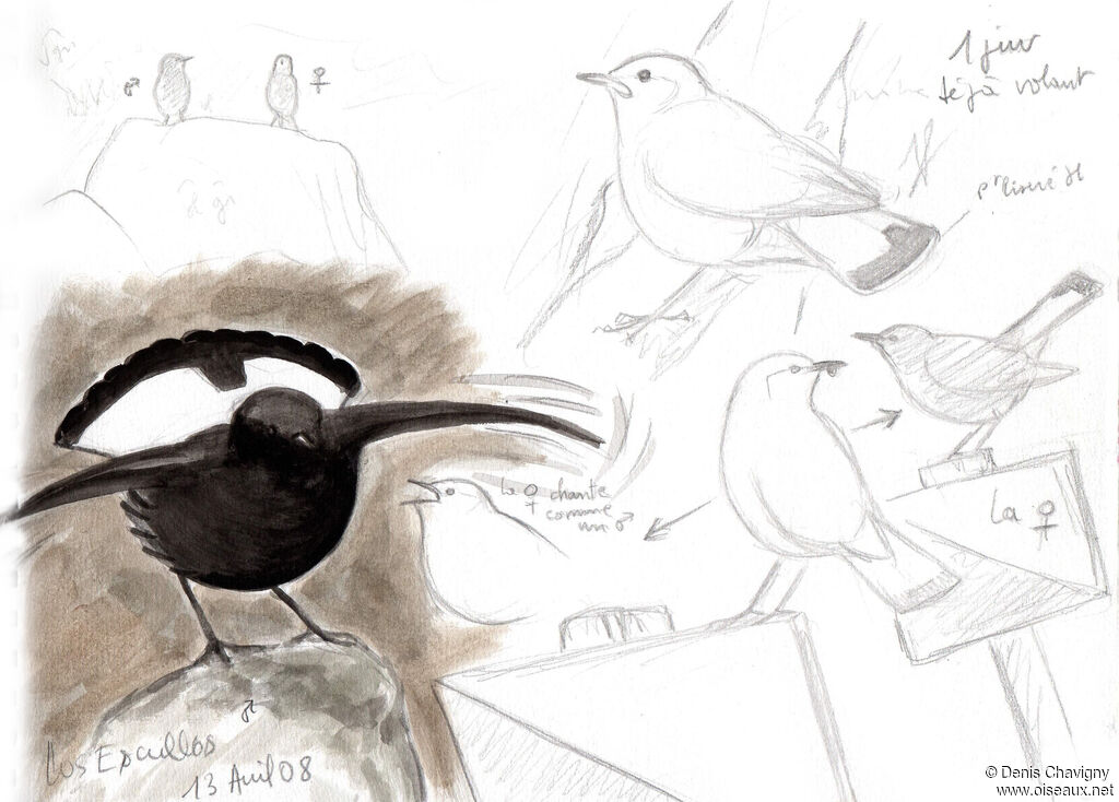 Black Wheatear, habitat