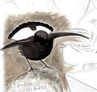 Black Wheatear