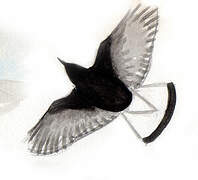 Black Wheatear