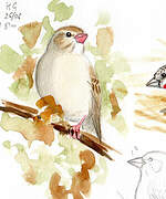 Red-billed Quelea