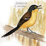 Black-capped Donacobius