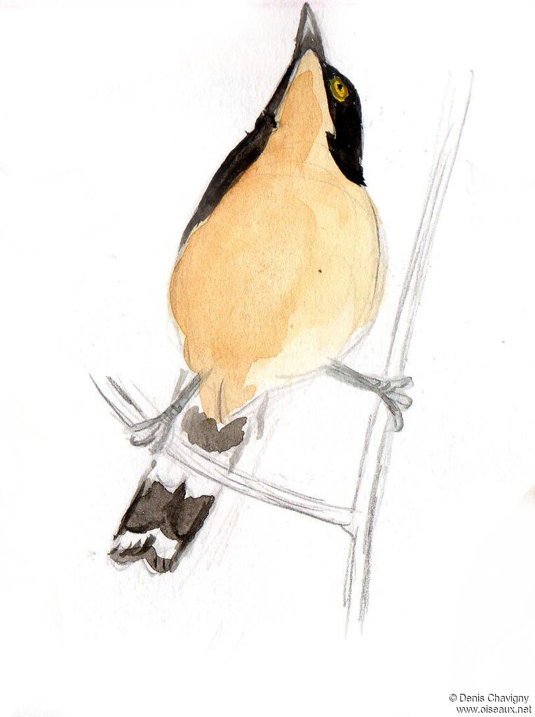 Black-capped Donacobiusadult, identification