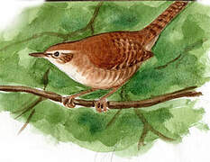 Northern House Wren