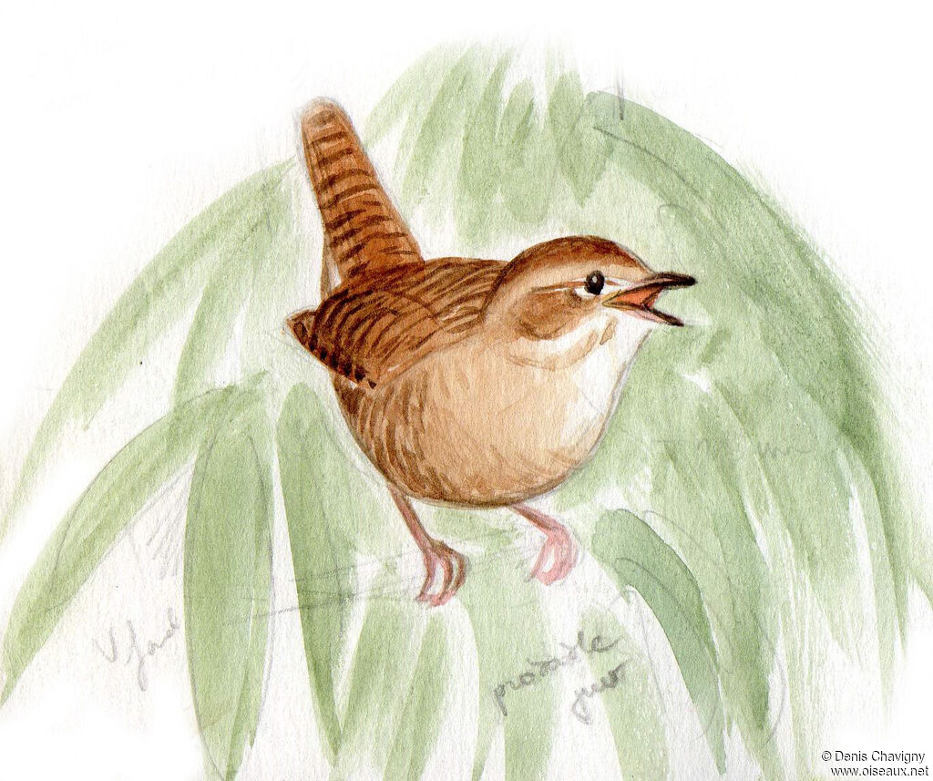 House Wren, habitat