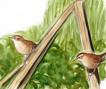 Eurasian Wren