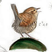 Eurasian Wren