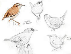 Eurasian Wren