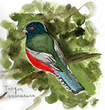 Trogon surucua