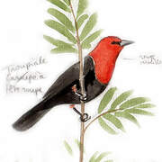 Scarlet-headed Blackbird