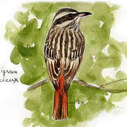 Streaked Flycatcher