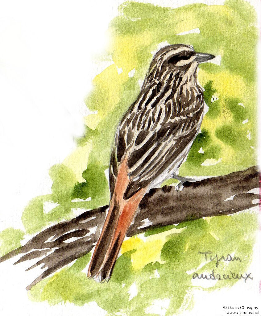 Streaked Flycatcheradult, habitat