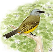 Tropical Kingbird